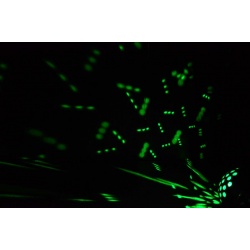 Efekt dyskotekowy oświetleniowy LED AFX MUSHROOM-2 wiązki linie światła