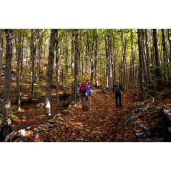 Składane kije trekingowe kijki do nordic walking 2szt + 4 końcówki