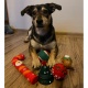 Zabawki dla psa zestaw gryzak szarpak zabawka na prezent świąteczna