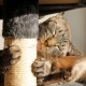 Drapak dla kota kotów legowisko 71 cm hamak domek słupek szary