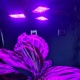 Lampa do Wzrostu Uprawy Roślin Panel LED Żarówka