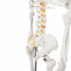 Szkielet Stelaż Człowieka Kościotrup Model Anatomiczny Ludzki Kościec