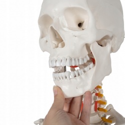 Szkielet Stelaż Człowieka Kościotrup Model Anatomiczny Ludzki Kościec