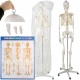 Szkielet Stelaż Człowieka Kościotrup Model Anatomiczny Ludzki Kościec