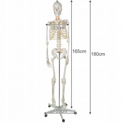 Szkielet Stelaż Człowieka Kościotrup Model Anatomiczny Ludzki Kościec