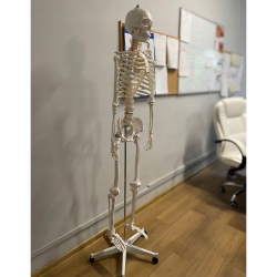 Szkielet Stelaż Człowieka Kościotrup Model Anatomiczny Ludzki Kościec