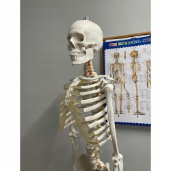 Szkielet Stelaż Człowieka Kościotrup Model Anatomiczny Ludzki Kościec