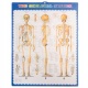 Szkielet Stelaż Człowieka Kościotrup Model Anatomiczny Ludzki Kościec