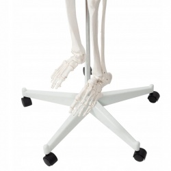 Szkielet Stelaż Człowieka Kościotrup Model Anatomiczny Ludzki Kościec