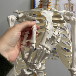 Szkielet Stelaż Człowieka Kościotrup Model Anatomiczny Ludzki Kościec