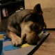 Mata węchowa dla psa zabawka edukacyjna na Różne Przysmaki Duża 50x70